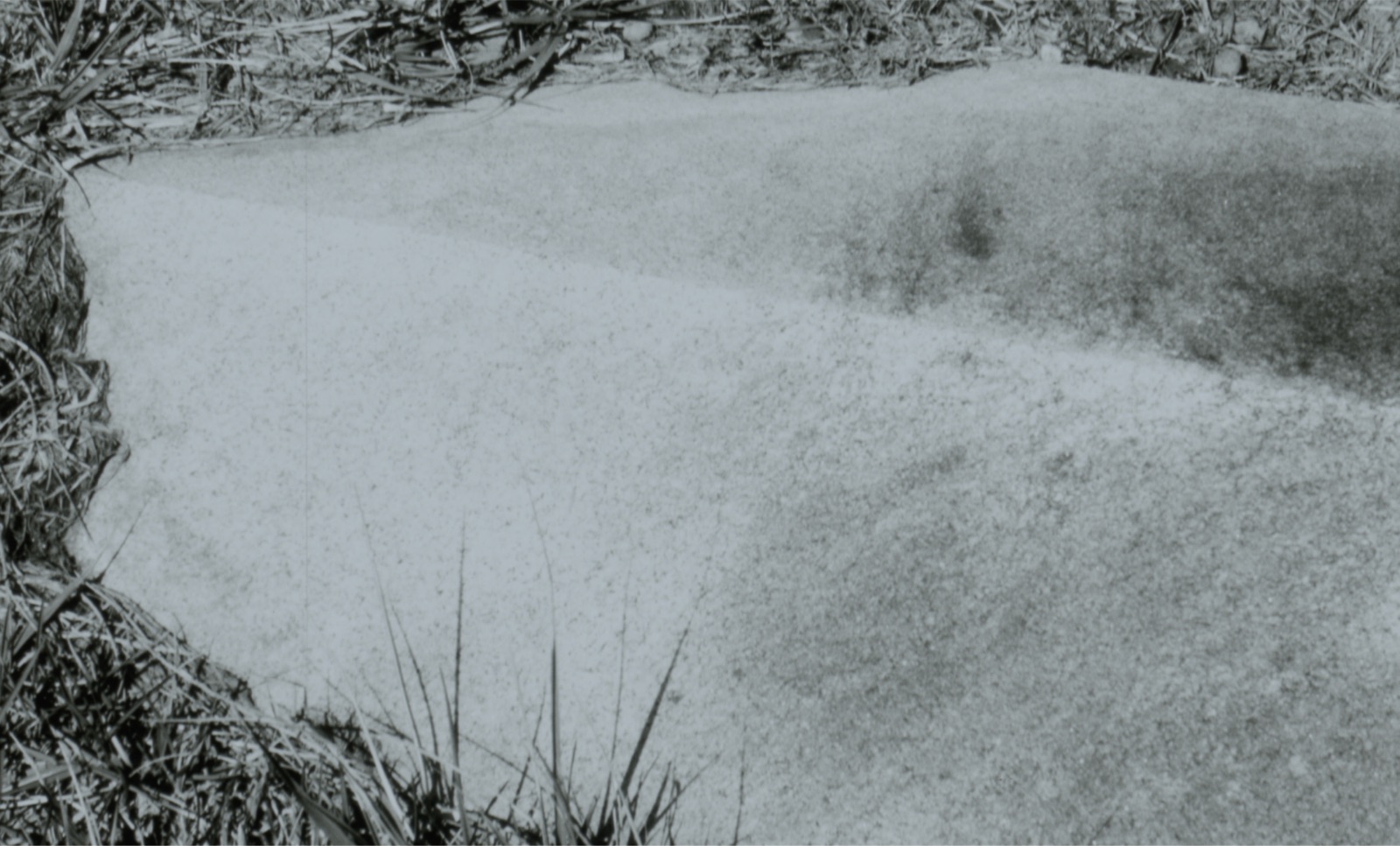 Soil Story - Screenshot 1