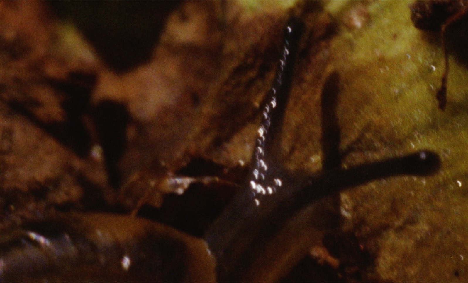 Soil Story - Screenshot 1
